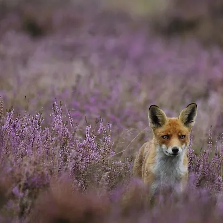 Maison Cube 6, Hiking, Fishing, Lake, Boat, Arnhem * Lathum